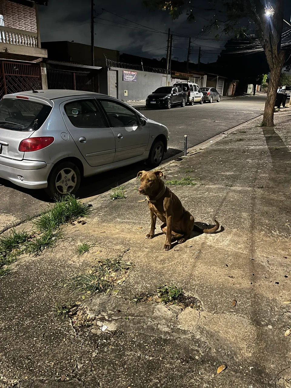 Doa-Se PitBull - Foto 3
