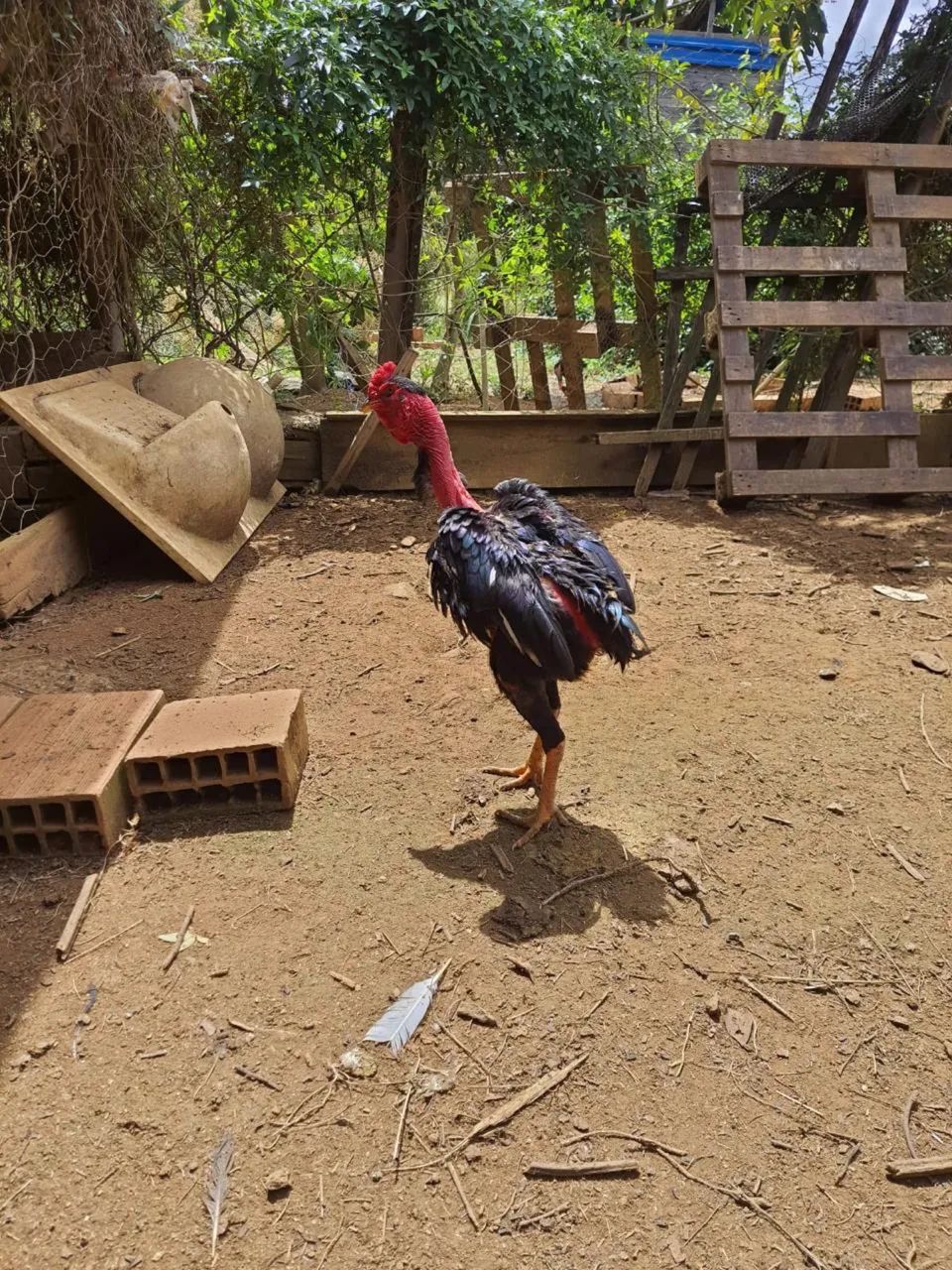 Frango polaco índio suro - Foto 2