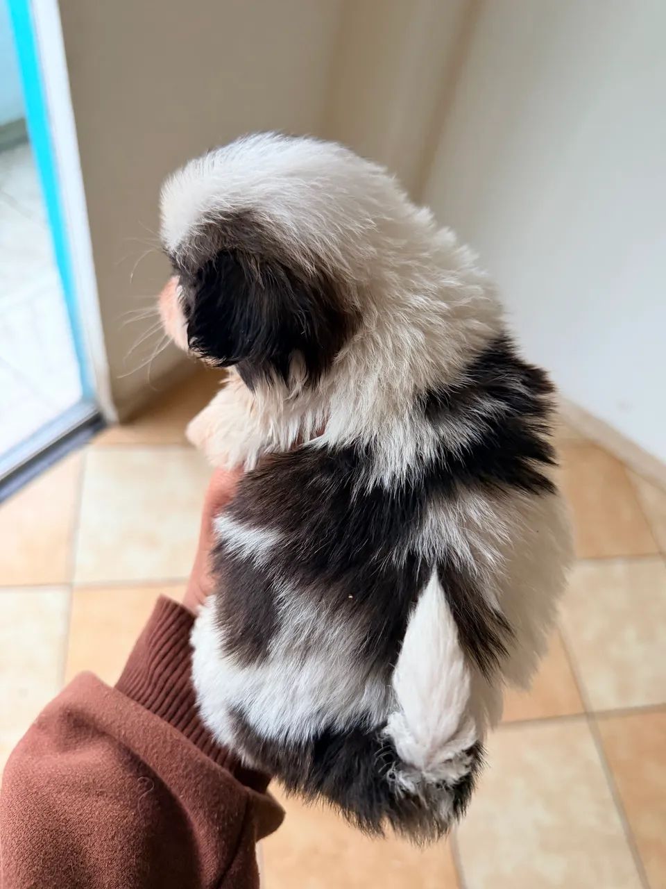 Shih tzu fêmea  - Foto 3