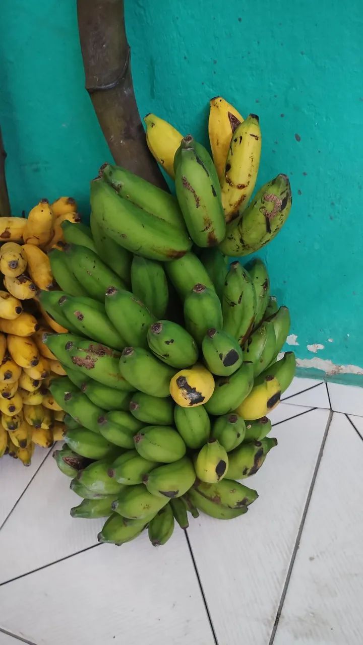 VENDO TRES CACHOS DE BANANA R$ 50,00 - Foto 3