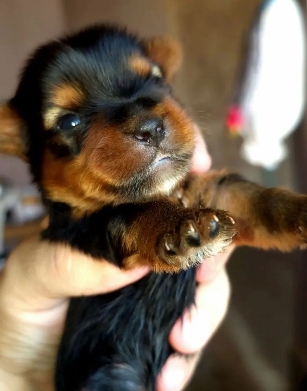 Yorkshire Terriers  - Foto 5