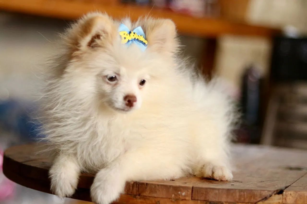 Spitz - Foto 3