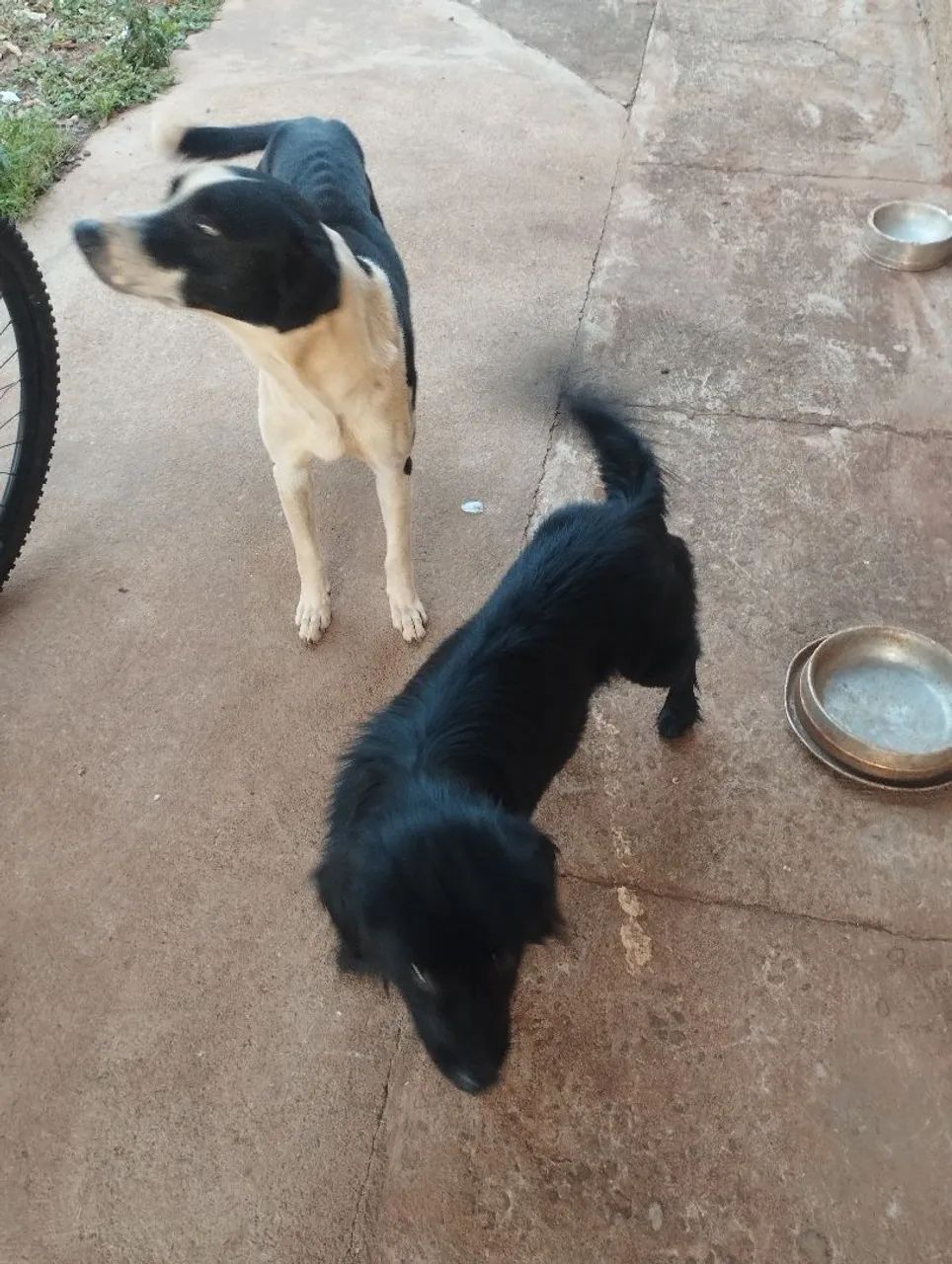Cachorro  - Foto 4