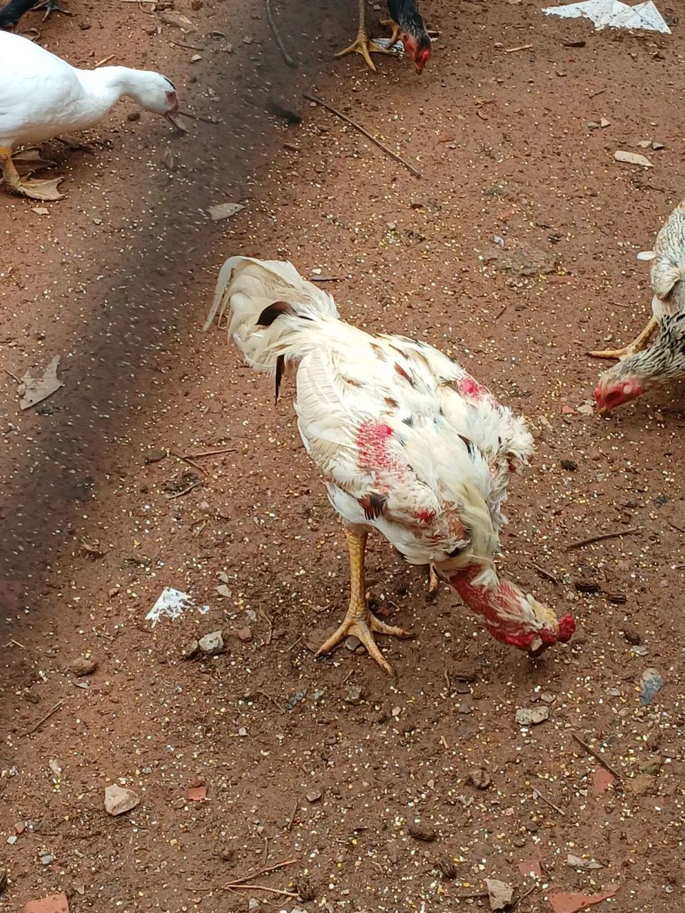 Galinha índio  - Foto 6