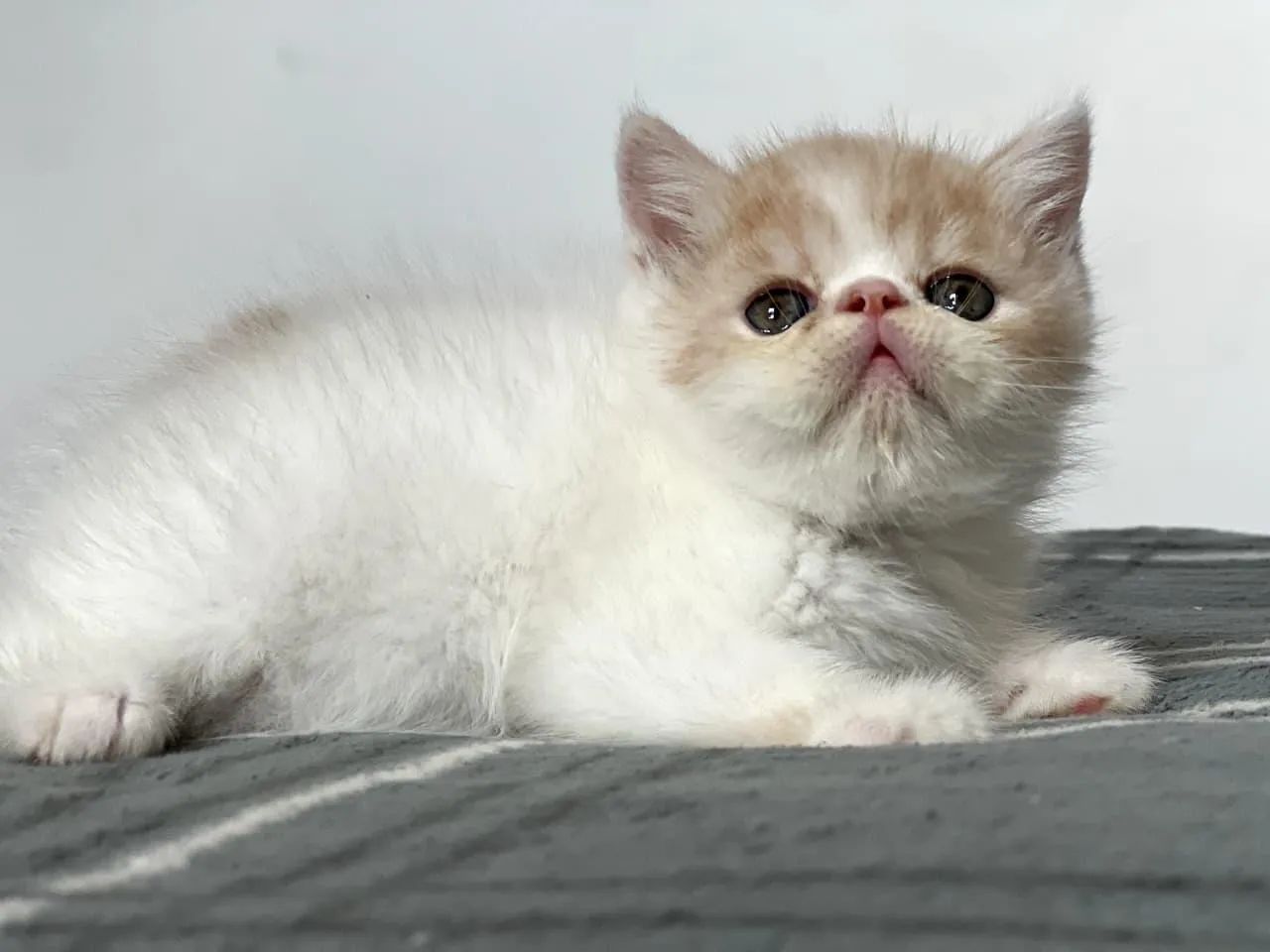 Gato persa fêmea  - Foto 2