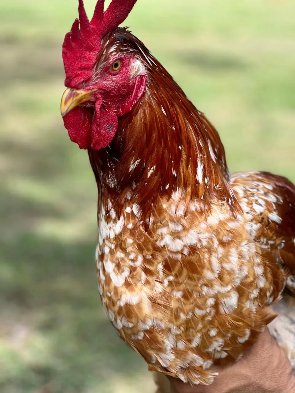 Frango GSB ( BALÃO)