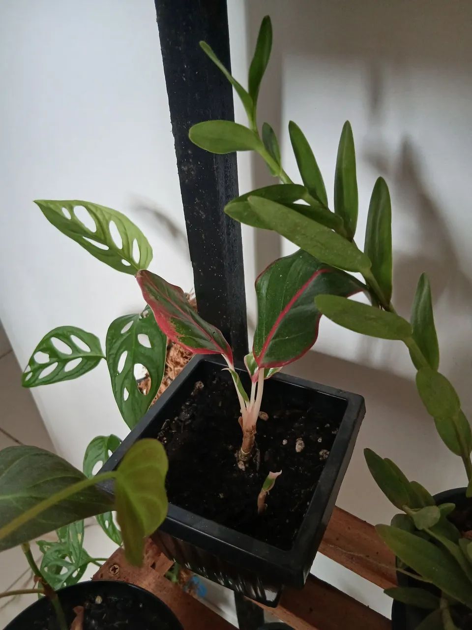 Plantas - Foto 3