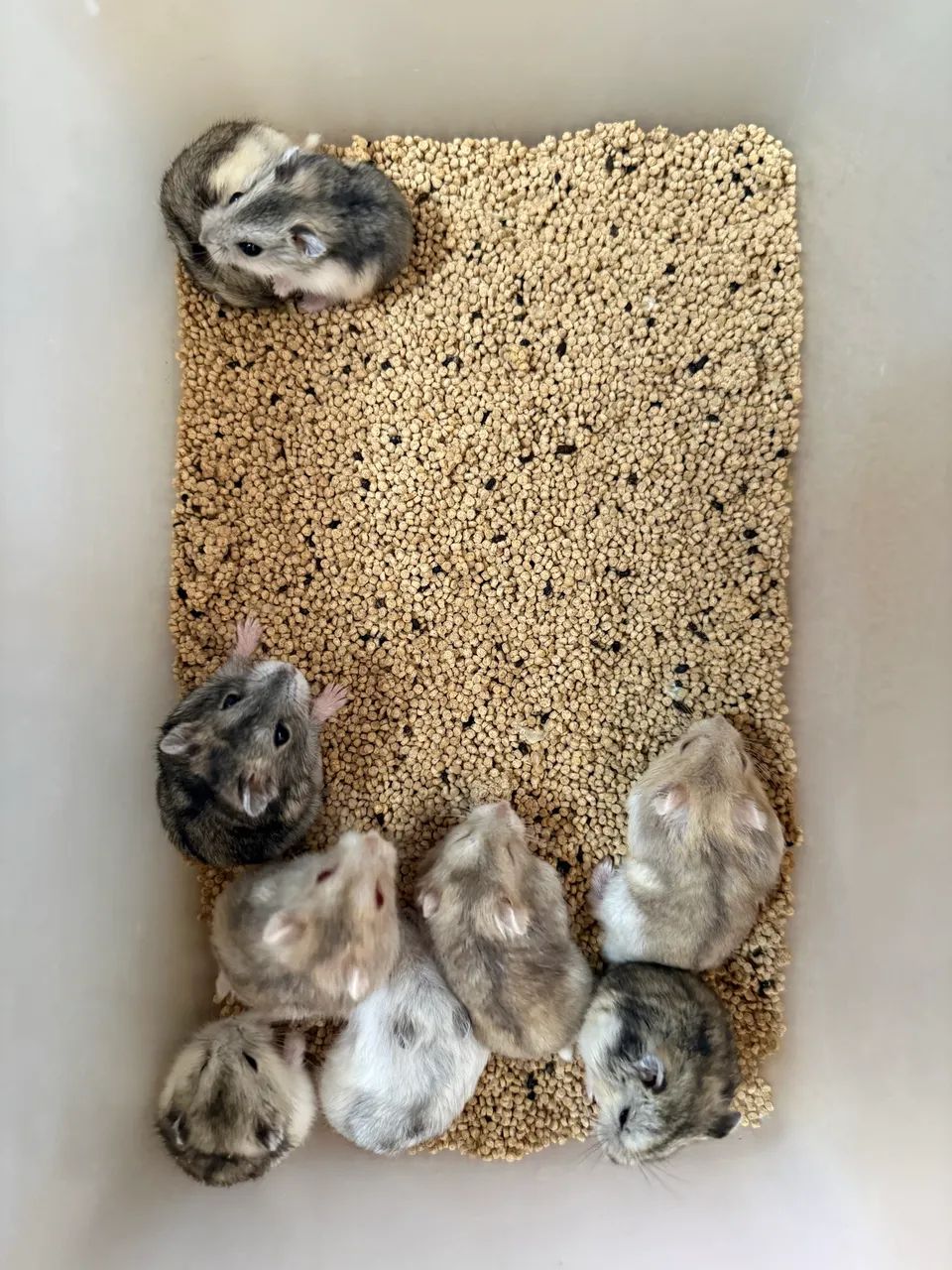 Hamster Anão russo  - Foto 2