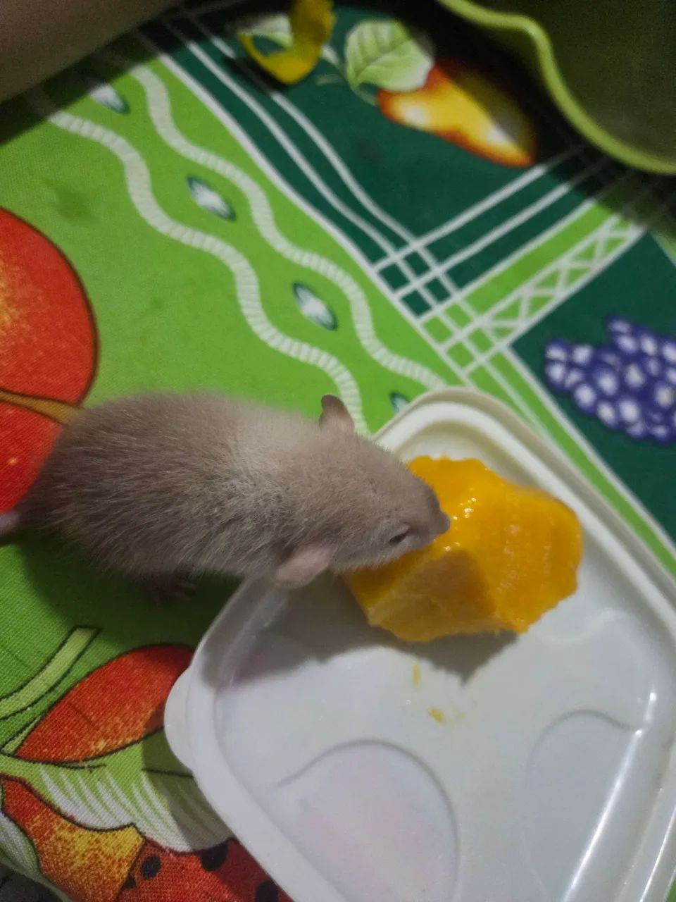 Rato twist