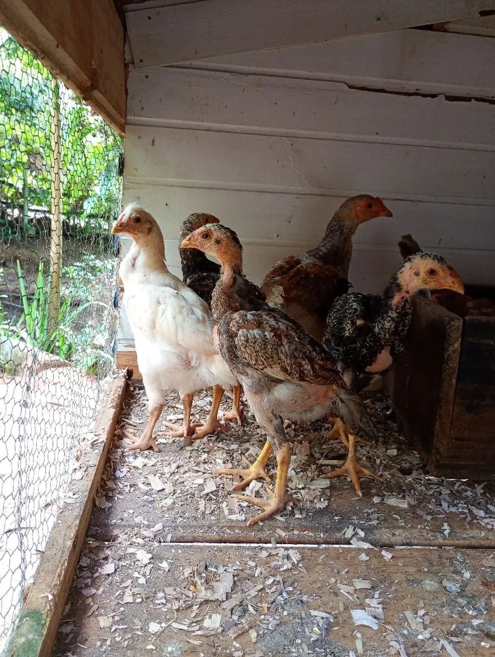 Pintos de índio gigante/ gsb - Foto 2