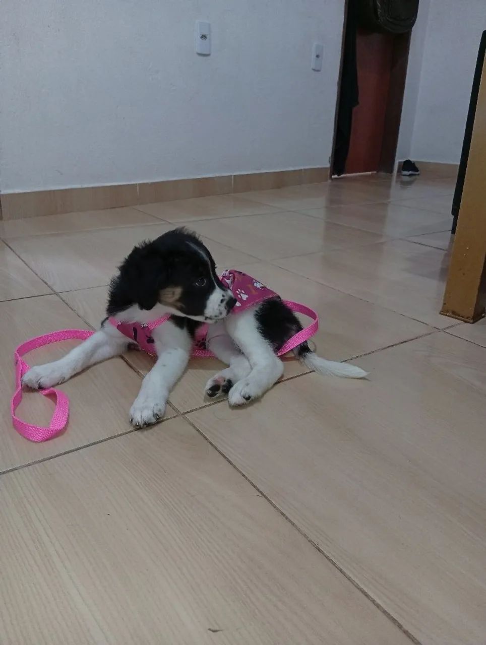 Doação de cachorrinha  - Foto 3