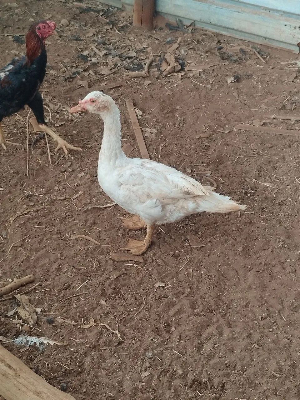 Patos