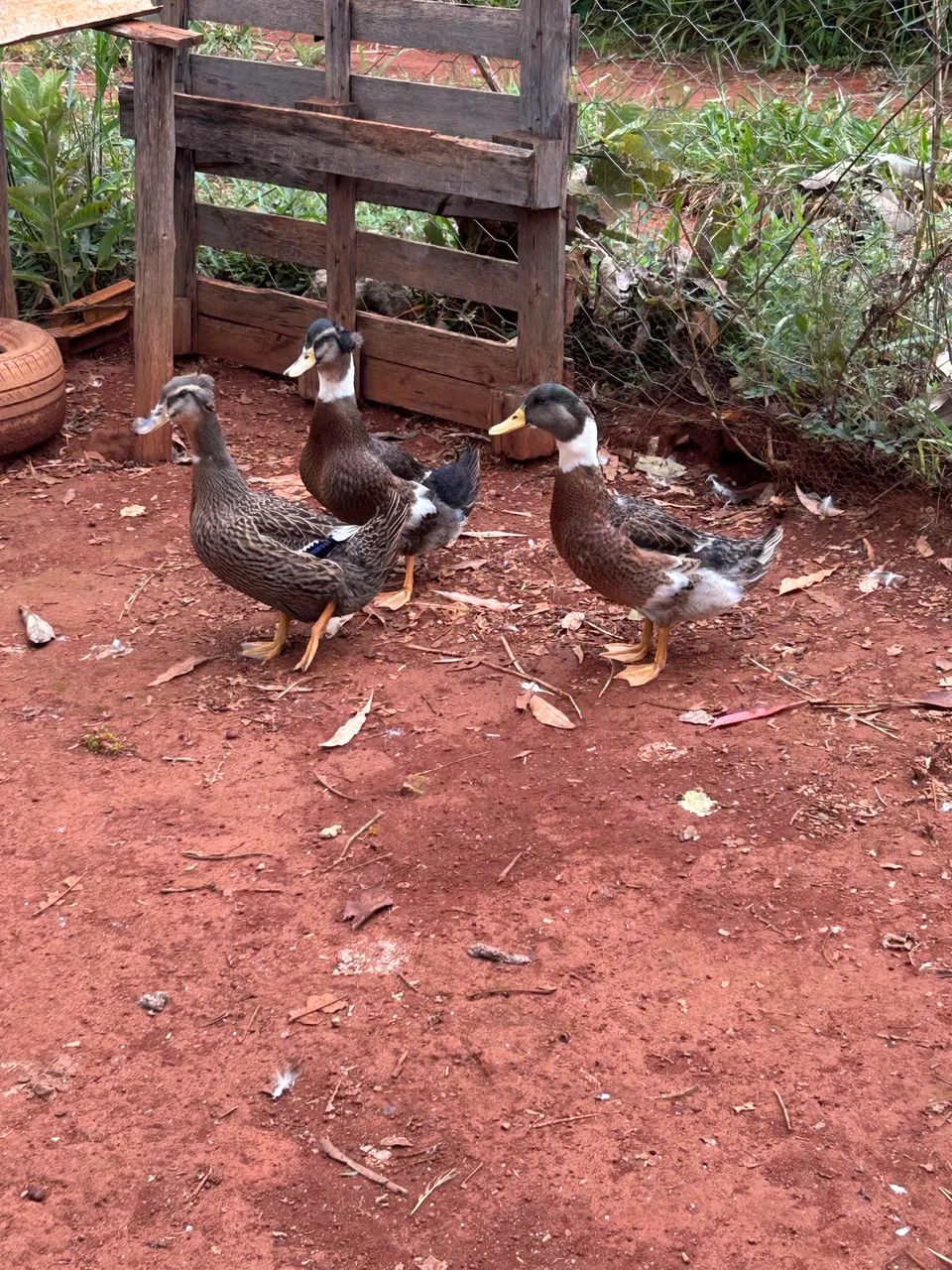 Vendo marrecos  - Foto 2