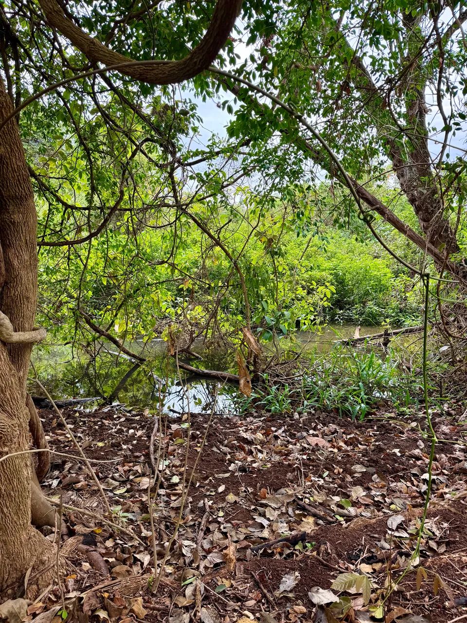 Chácara com Córrego. Em Goianápolis-GO - Foto 4