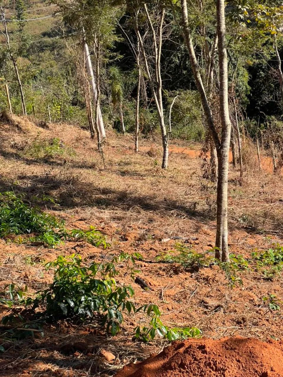 Moeda MG - Foto 2