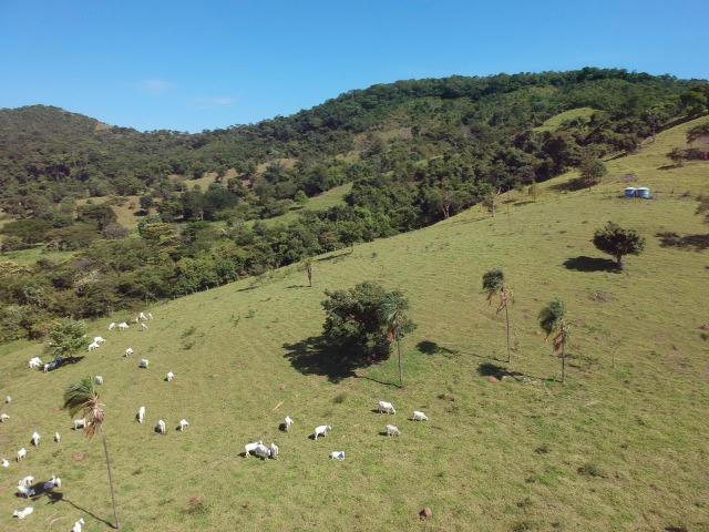 Fazenda 25 Alqueires ( 121 hectares )-Varjão-GO porteira fechada - Foto 7