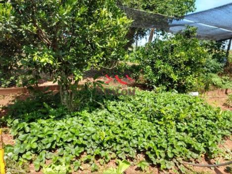 8051 | sítio à venda em não informado, barão de lucena - Foto 6