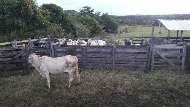 Vendo sítio, no município de Chapada dos Guimarães, à 80 km da cidade - Foto 7
