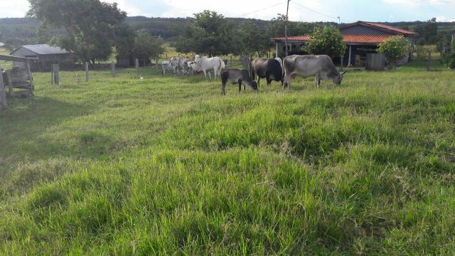 Vendo sítio, no município de Chapada dos Guimarães, à 80 km da cidade - Foto 6