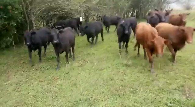 Novilhas vázias