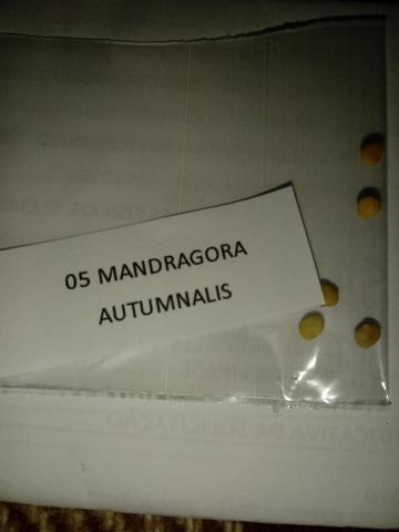 Mandragora sementes