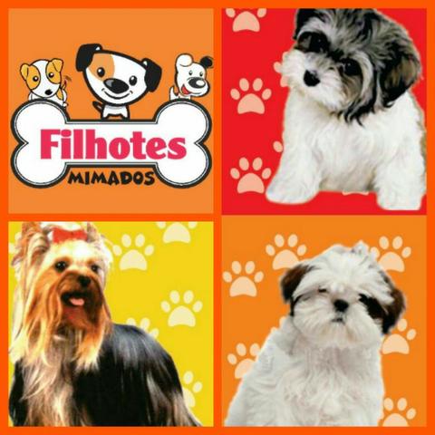 Mega feira de filhotes hoje não perca
