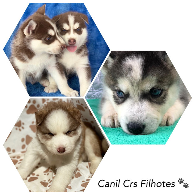 Canil De Husky Siberiano Em Ribeirao Preto Husky Siberiano Com Pedigree E Microchip Cachorros E Acessorios Centro Franca 801145229 Olx