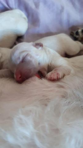 Vende-se cachorro, da raça poodle puro