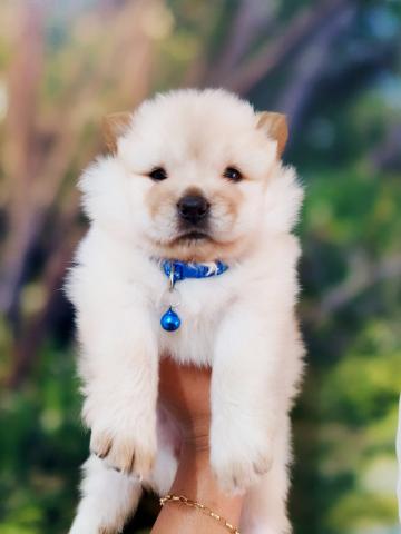 Filhotes de Chow Chow - Foto 3
