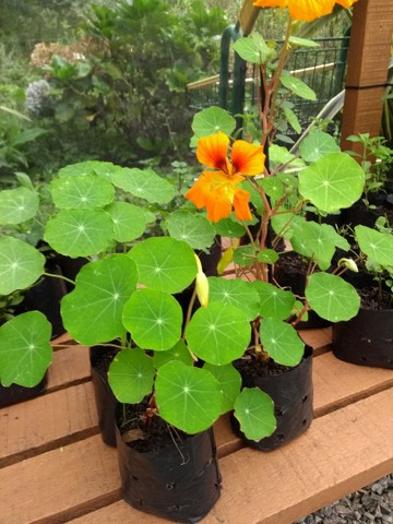 TEMPEROS ORGÂNICOS VARIADOS - Foto 5