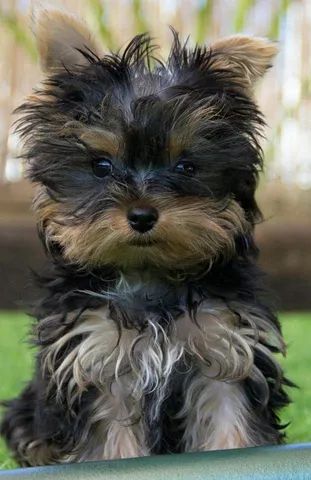 Yorkshire Terrier Baby Faces micros!