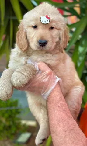 Tradução do amor! ♥️ #amor #goldenretriever #cachorro #fy