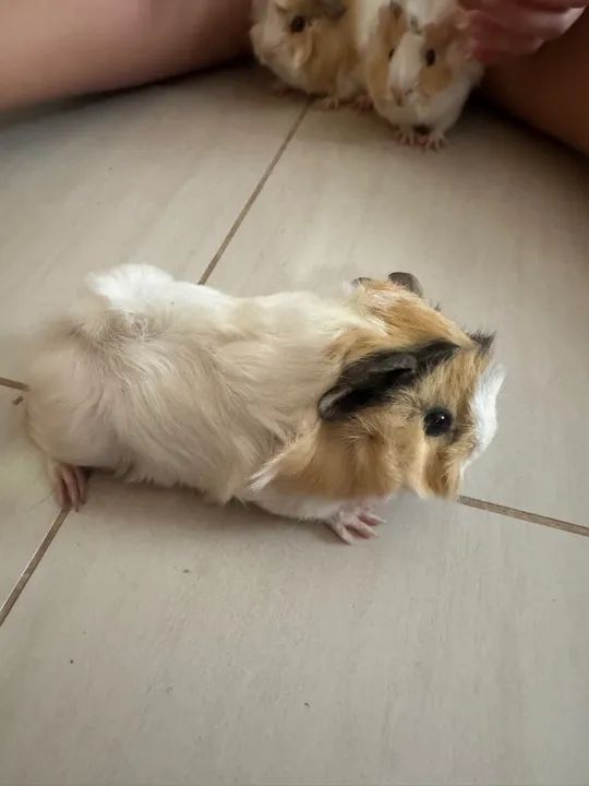 Porquinho da índia peruano lindos - Foto 5