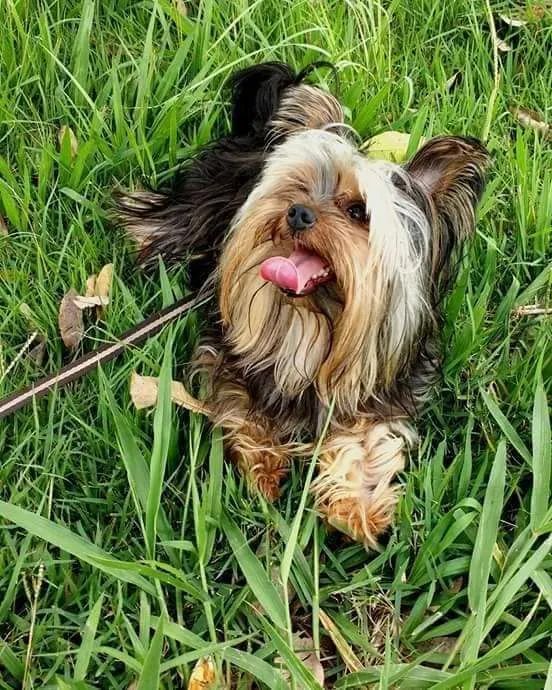 Belíssimos Filhotes De Yorkshire Terrier Porte Micro - Cachorros E 