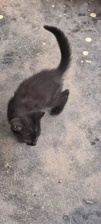 Quatro gatinhos fofinhos para doção! - Foto 4