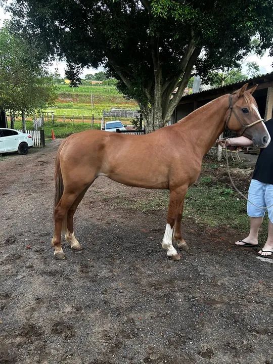 Égua Documentada, 4 anos, Craque! - Foto 6