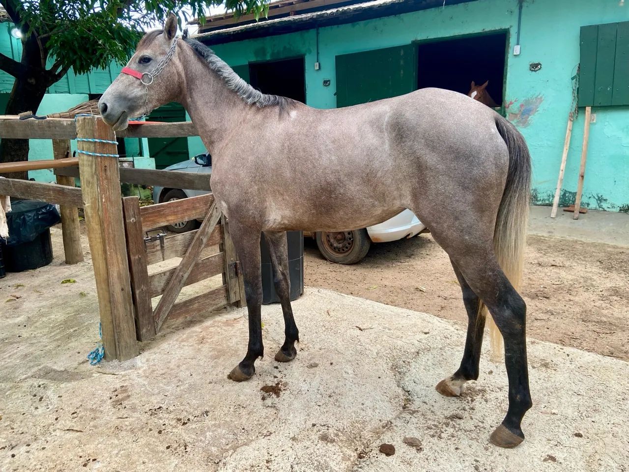 Potra Quarto de milha 