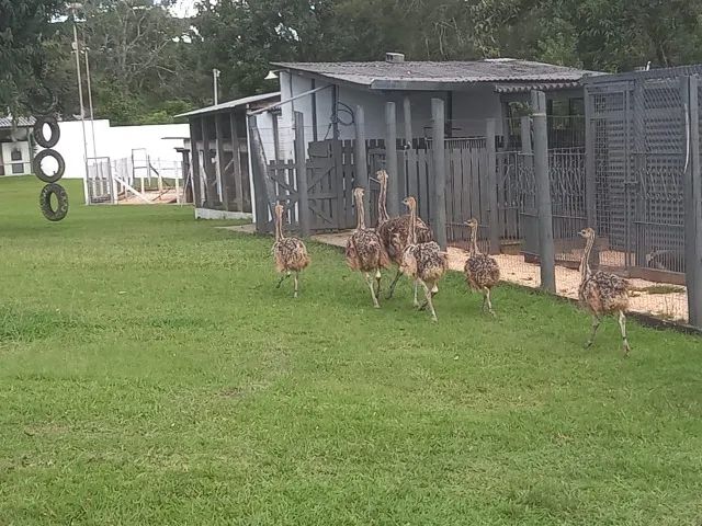 Filhotes de Avestruz - Raça African Black (Casal) - Foto 3