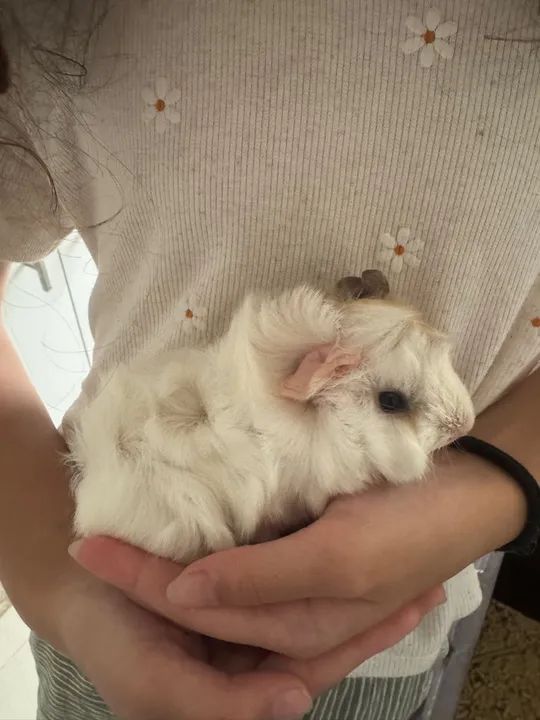 Porquinho da índia peruano lindos - Foto 3