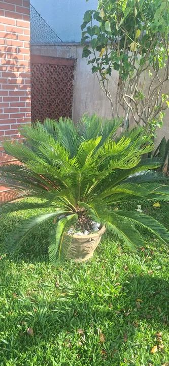 Vendo vaso com Cycas  - Foto 4