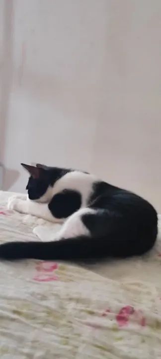 Gatinha preta e branca disponível para adoção - Foto 2
