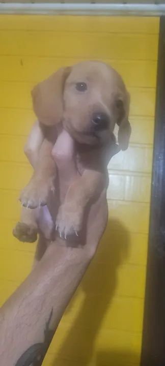 Filhote de linguicinha macho  - Foto 4