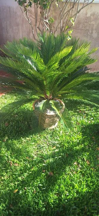 Vendo vaso com Cycas  - Foto 2