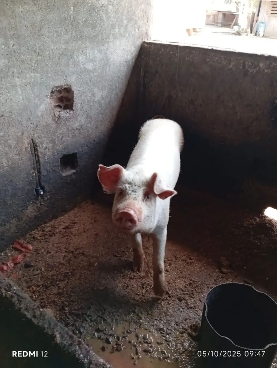 Leitão Caipira para Venda