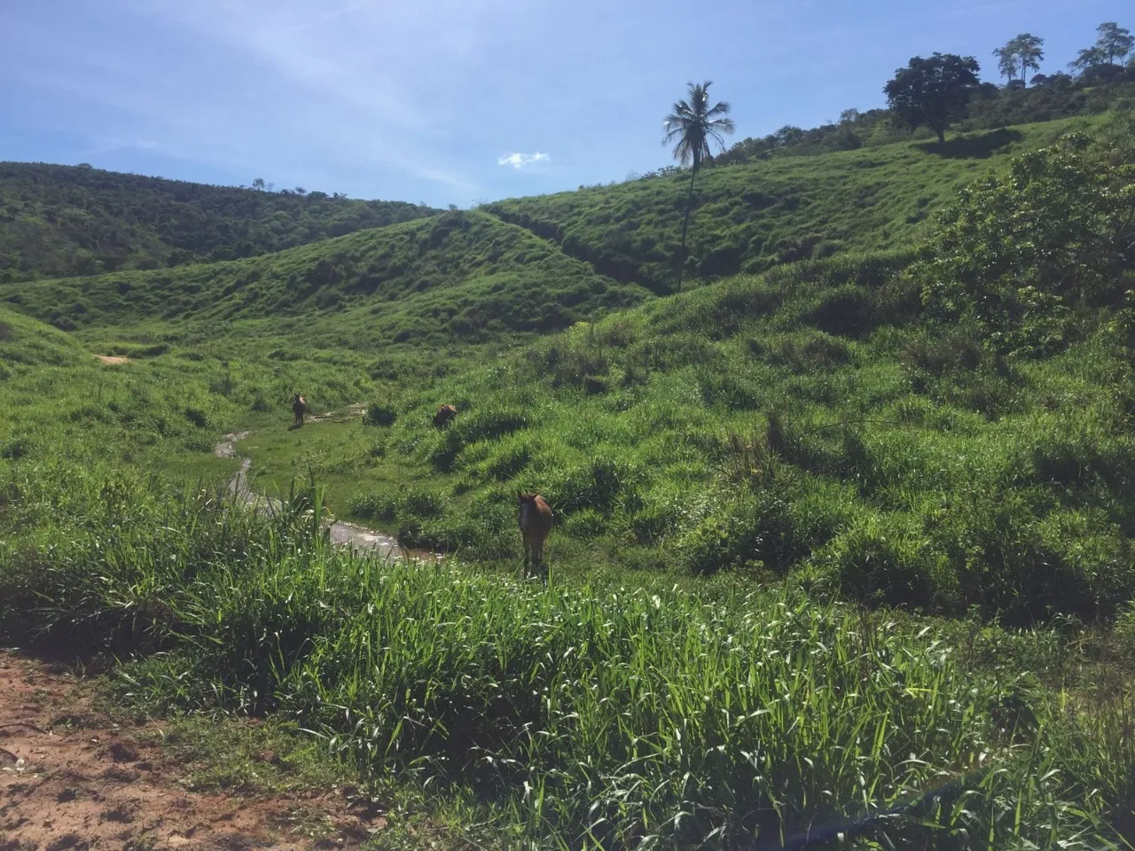 FAZENDA RURAL em COLATINA - ES, ÁREA RURAL DE COLATINA