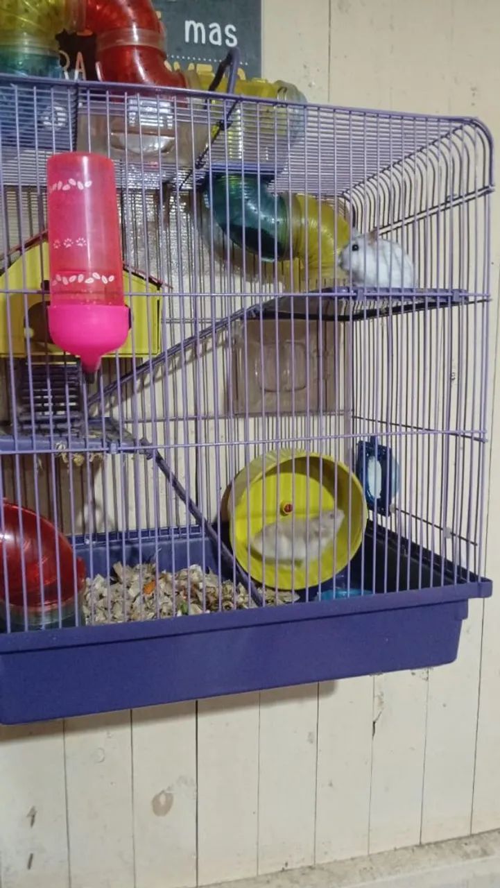 Casal de  hamister com a gaiola  - Foto 3