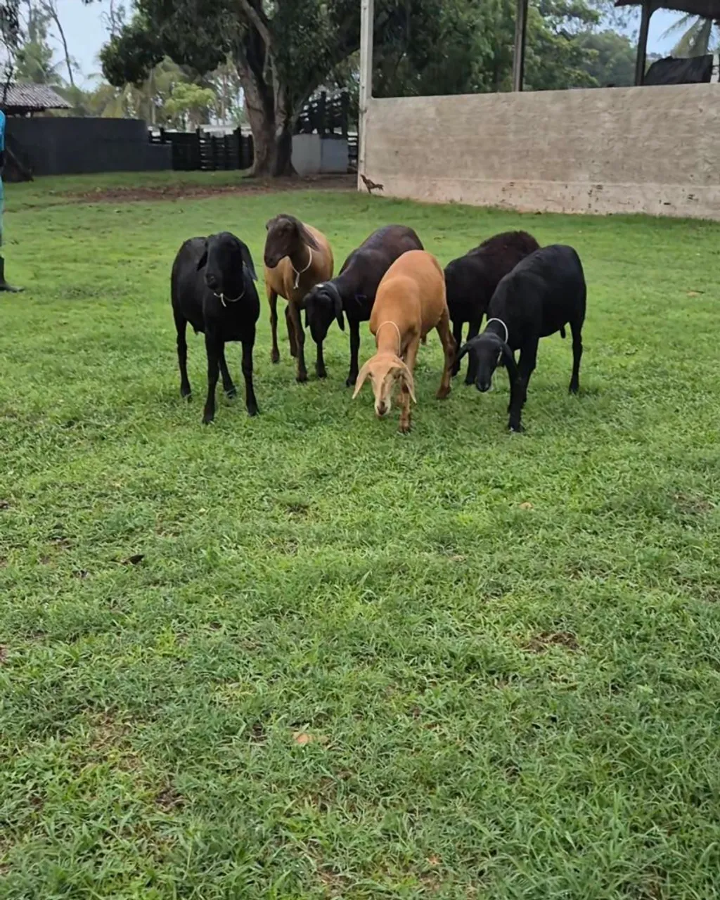 LOTE DE SANTA INÊS 