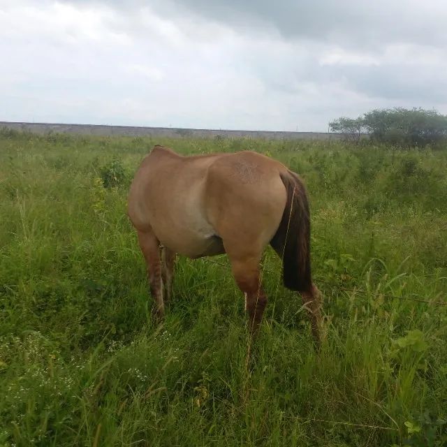 Égua Arrumada Campolina encerrada 8 meses  / Campos dos Goytacazes Rj  - Foto 4
