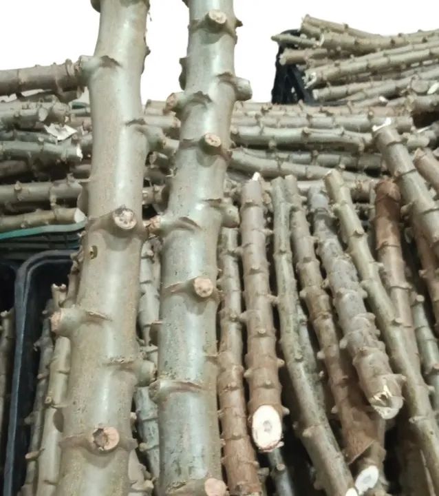 Maniva manaiba de mandioca cacau