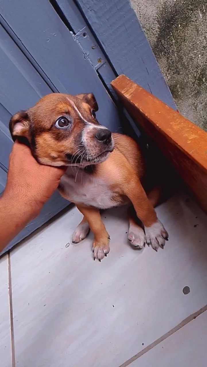 Pitbull tradicional  - Foto 2